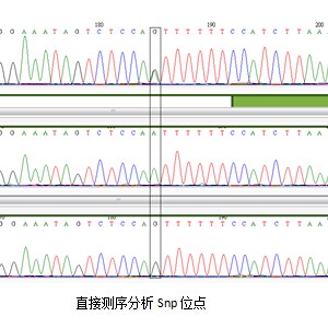 承接实验服务 SNP检测